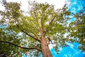 Best Tree Maintenance Programs  in Mcmurray, PA