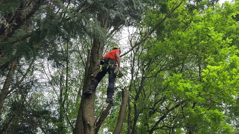 Best Storm Damage Tree Cleanup  in Mcmurray, PA