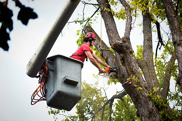 Best Fruit Tree Pruning  in Mcmurray, PA