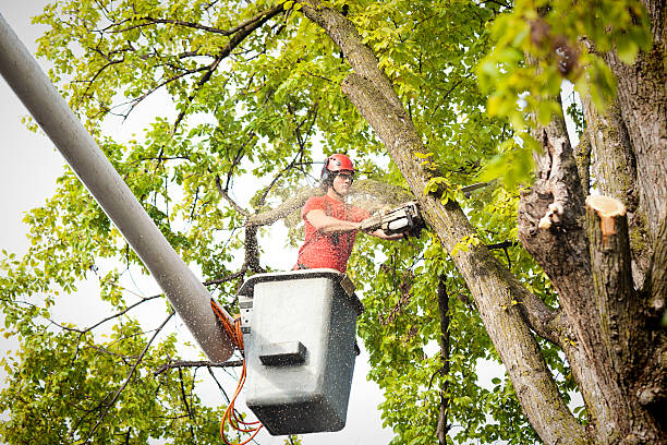 Best Hedge Trimming  in Mcmurray, PA